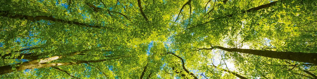 Waldtherapie – Achtsamkeit im Wald